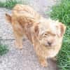 WUSSEL -rundum tolles Hundekind-