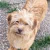 WUSSEL -rundum tolles Hundekind-