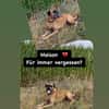 Boxerjunge Maison wartet  schon so lange auf Dich!