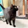 MIKO (FIV+)