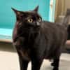 MIKO (FIV+)