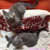 NUBE ET NUIAQ À ADOPTER ENSEMBLE OU SEUL SI DÉJÀ UN CHAT PRÉSENT CHEZ VOUS