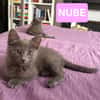 NUBE ET NUIAQ À ADOPTER ENSEMBLE OU SEUL SI DÉJÀ UN CHAT PRÉSENT CHEZ VOUS