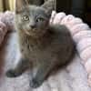 NUBE ET NUIAQ À ADOPTER ENSEMBLE OU SEUL SI DÉJÀ UN CHAT PRÉSENT CHEZ VOUS