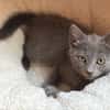 NUBE ET NUIAQ À ADOPTER ENSEMBLE OU SEUL SI DÉJÀ UN CHAT PRÉSENT CHEZ VOUS
