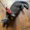 NUBE ET NUIAQ À ADOPTER ENSEMBLE OU SEUL SI DÉJÀ UN CHAT PRÉSENT CHEZ VOUS