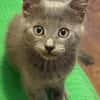 NUBE ET NUIAQ À ADOPTER ENSEMBLE OU SEUL SI DÉJÀ UN CHAT PRÉSENT CHEZ VOUS