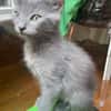 NUBE ET NUIAQ À ADOPTER ENSEMBLE OU SEUL SI DÉJÀ UN CHAT PRÉSENT CHEZ VOUS
