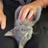NUBE ET NUIAQ À ADOPTER ENSEMBLE OU SEUL SI DÉJÀ UN CHAT PRÉSENT CHEZ VOUS