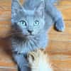 NUBE ET NUIAQ À ADOPTER ENSEMBLE OU SEUL SI DÉJÀ UN CHAT PRÉSENT CHEZ VOUS