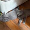 NUBE ET NUIAQ À ADOPTER ENSEMBLE OU SEUL SI DÉJÀ UN CHAT PRÉSENT CHEZ VOUS
