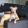 Mika, Femelle, X Berger, née le 15/01/2026