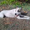 Hanae, Femelle, X Berger, Née le 03/11/2023 🐶