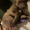 Brooklyn, femelle, Berger X Staffordshire Terrier (Décatégorisée par diagnose), née le 20/04/2022 🐶
