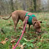 Brooklyn, femelle, Berger X Staffordshire Terrier (Décatégorisée par diagnose), née le 20/04/2022 🐶