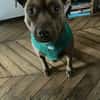 Brooklyn, femelle, Berger X Staffordshire Terrier (Décatégorisée par diagnose), née le 20/04/2022 🐶