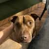 Brooklyn, femelle, Berger X Staffordshire Terrier (Décatégorisée par diagnose), née le 20/04/2022 🐶