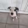 Tequila, Mâle, X Berger, né le 24/04/2026 🐶