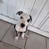 Tequila, Mâle, X Berger, né le 24/04/2026 🐶