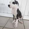 Tequila, Mâle, X Berger, né le 24/04/2026 🐶