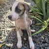 Sunrise, Mâle, X Berger, né le 24/04/2026 🐶