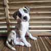 Sunrise, Mâle, X Berger, né le 24/04/2026 🐶