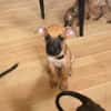 Nao, Mâle, X Berger, né le 15/05/2026 🐶