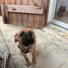 Nao, Mâle, X Berger, né le 15/05/2026 🐶