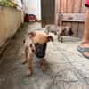 Nao, Mâle, X Berger, né le 15/05/2026 🐶