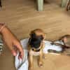 Nao, Mâle, X Berger, né le 15/05/2026 🐶