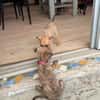 Lexi, Femelle, X Berger, née le 15/05/2026 🐶