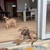 Lexi, Femelle, X Berger, née le 15/05/2026 🐶