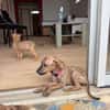 Lexi, Femelle, X Berger, née le 15/05/2026 🐶