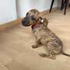 Lexi, Femelle, X Berger, née le 15/05/2026 🐶