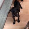 Kumo, Mâle, X Berger, né le 15/05/2026 🐶