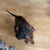 Kaori, Femelle, X Berger, née le 15/05/2026 🐶