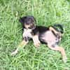 Hakuna, Femelle, X Berger, née le 01/06/2026 🐶