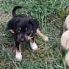 Hakuna, Femelle, X Berger, née le 01/06/2026 🐶