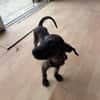 Fifa, Femelle, X Berger, née le 15/05/2026 🐶