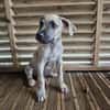Fenzo, Mâle, X Berger, né le 24/04/2026 🐶