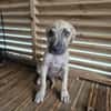 Fenzo, Mâle, X Berger, né le 24/04/2026 🐶