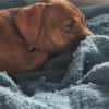 Bubble, Mâle, X Berger, né le 15/04/2026 🐶