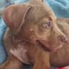 Bubble, Mâle, X Berger, né le 15/04/2026 🐶