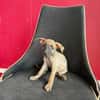 Bingo, Mâle, X Berger, né le 15/05/2026 🐶