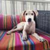 Bao, Mâle, X Berger, né le 24/04/2026 🐶