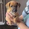 Welpe Nanni sucht ein Zuhause