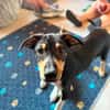 LORIOT * leiser freundlicher Hundebub