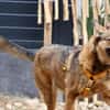 Einfach brav!!!  Unsere LOKI