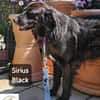 Sirius Black  Vier Pfoten, die ...