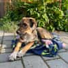 Freundlicher, verspielter Welpe Justus